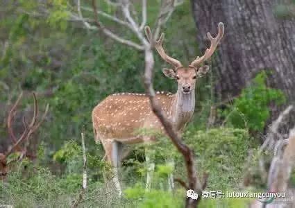 中國民族品牌有哪些