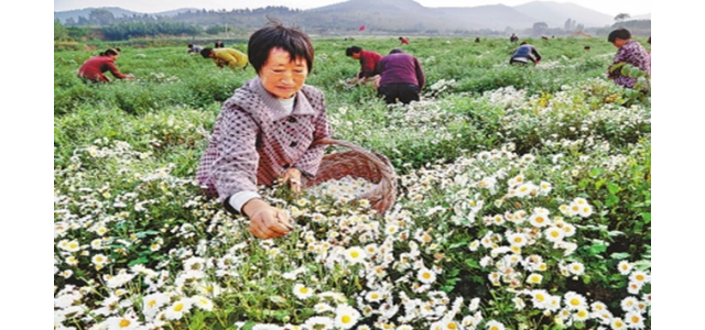 林州市茶店鎮(zhèn)“中國菊花之鄉(xiāng)”太行菊花